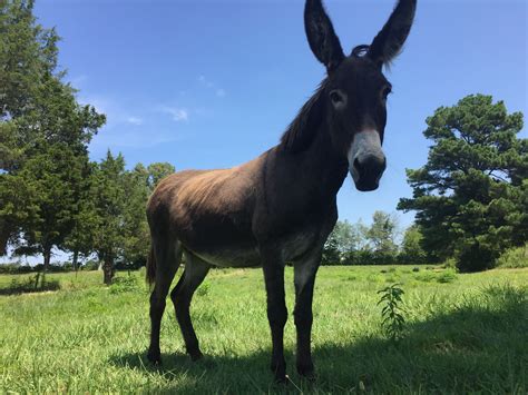 He has been pastured with. . Donkey for sale near me craigslist
